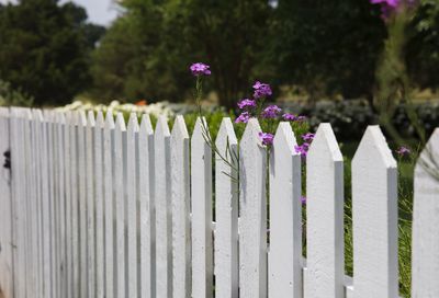 Pink petaled flowers blooms near white, picket fence.