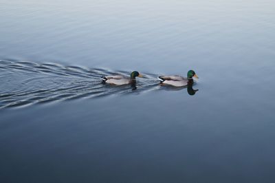 Two swimming mallard ducks on still body of water.