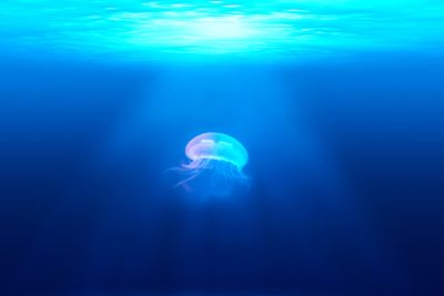 Jellyfish.