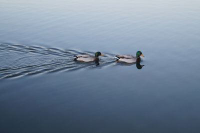 Two swimming mallard ducks on still body of water.