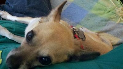 Small, blond Chihuahua climbing on someone's chest, looking up at the camera.