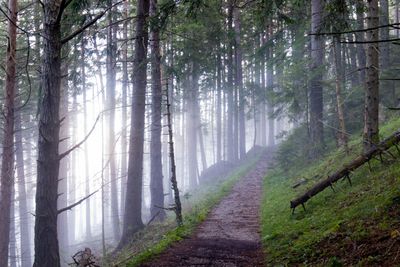 Empty pathway in a forest, filled with fog.