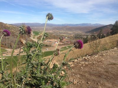 Purple flowers on cliff overlooking Canyons Resort.