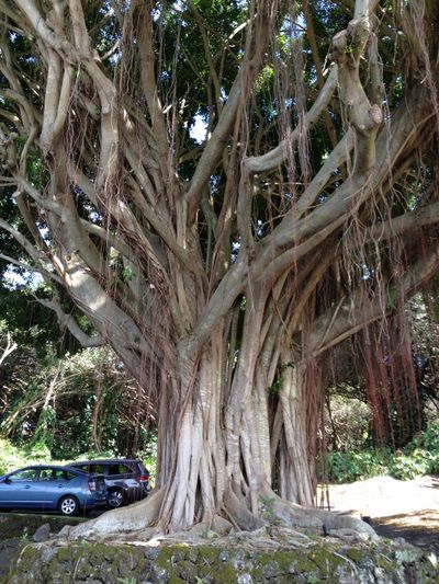 Giant banyan tree in front of a house with cars to the left.