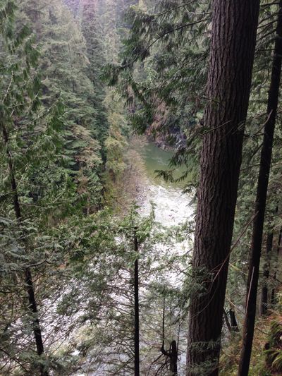A view of the Capilano River through thick trees in Capilano Suspension Bridge Park.