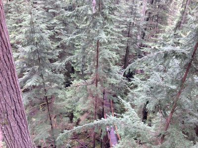 A view from one of the platforms in Treetops Adventures, showing a walkway below, in Capilano Suspension Bridge Park.
